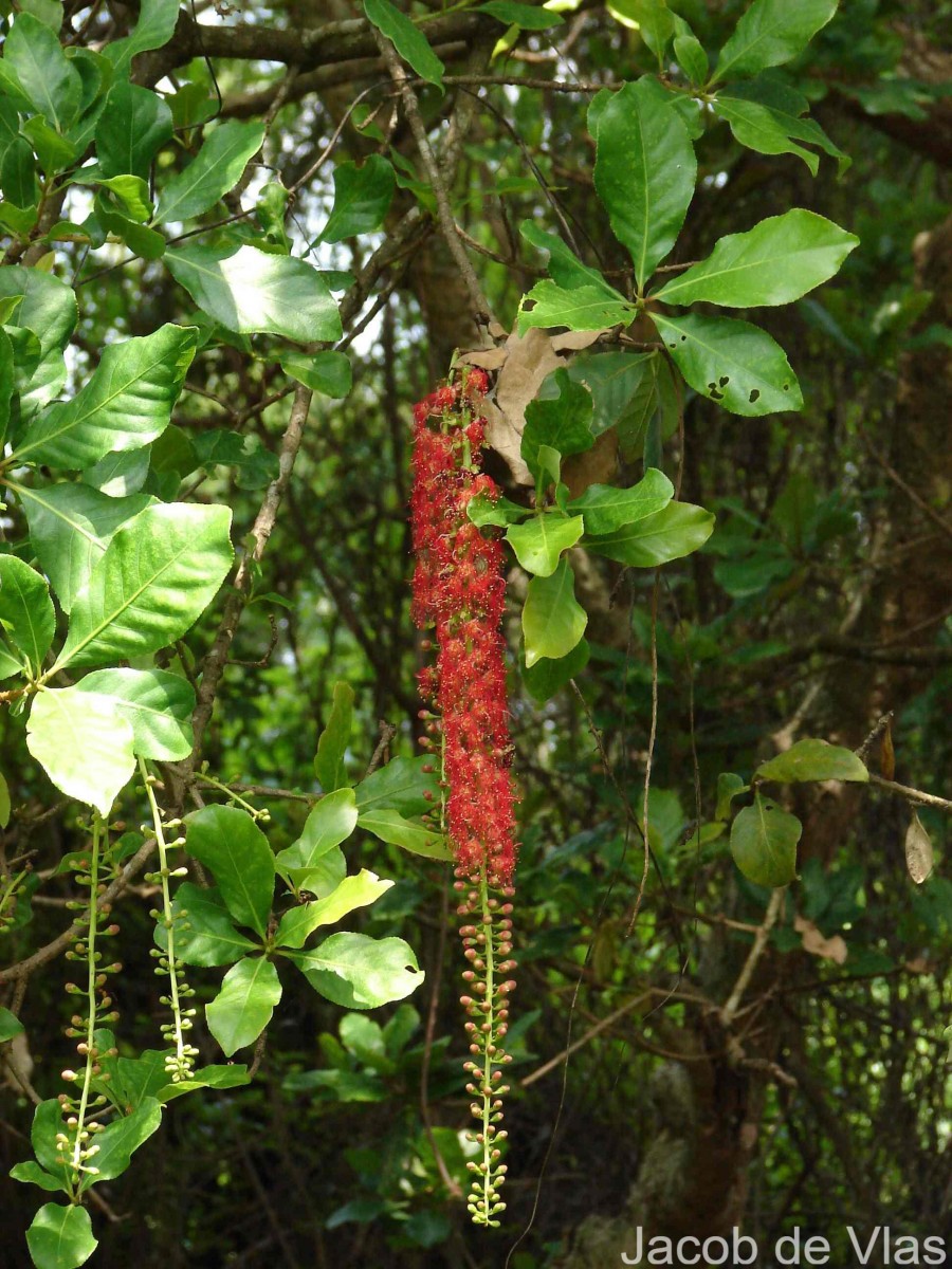 Barringtonia acutangula (L.) Gaertn.